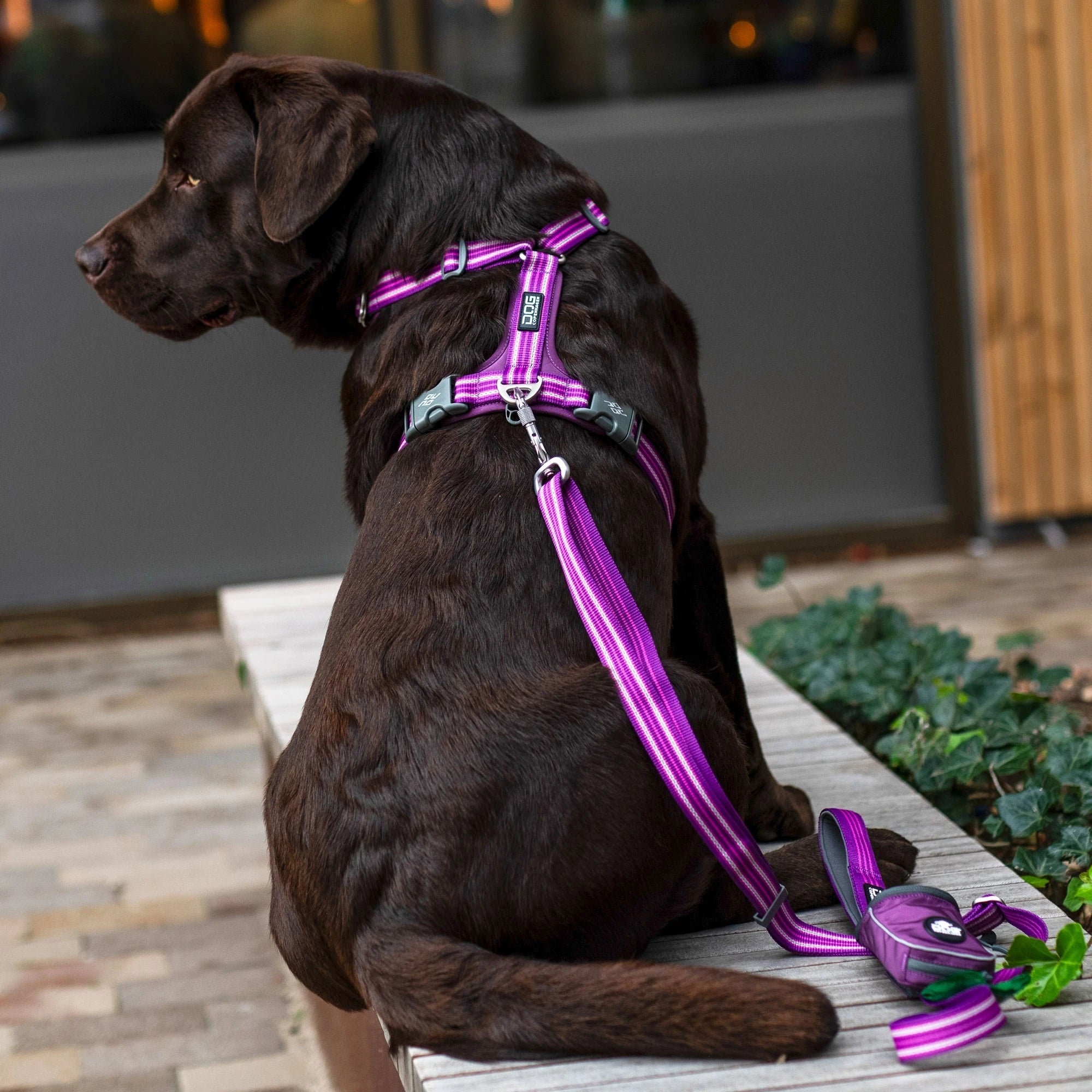 Dog Copenhagen Comfort Walk Air Harness Purple Passion