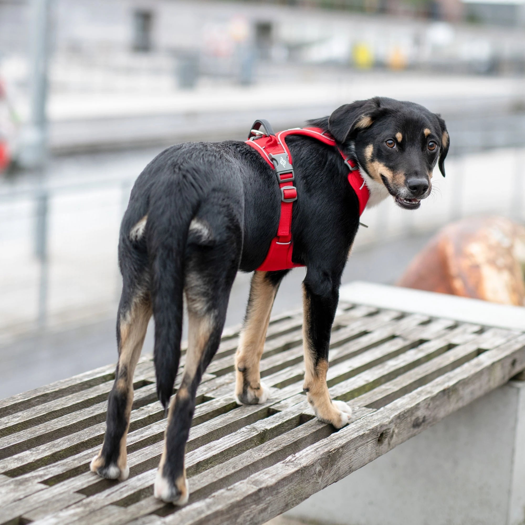 Dog Copenhagen Comfort Walk Pro Harness Classic Red