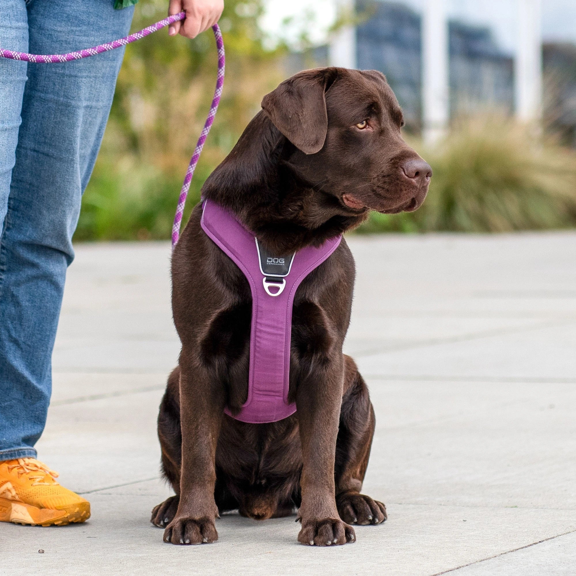 Dog Copenhagen Comfort Walk Pro Harness Mocca